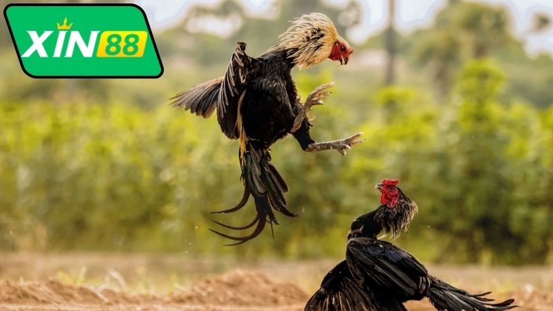 Cách tham gia xem bình luận đá gà Thomo Xin88