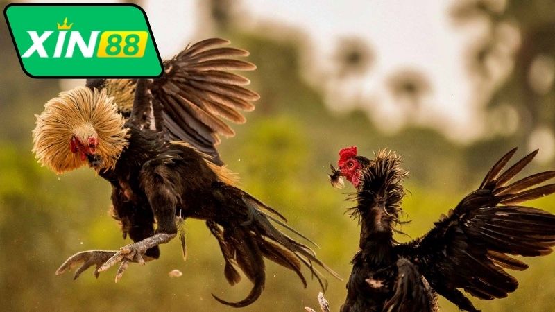 Vai trò của hoạt động bình luận đá gà Thomo Xin88