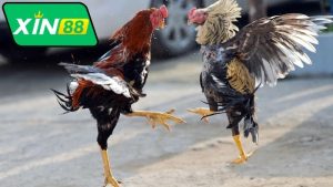 binh-luan-da-ga-thomo-xin88